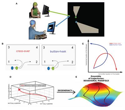 Degeneracy and Complexity in Neuro-Behavioral Correlates of Team Coordination